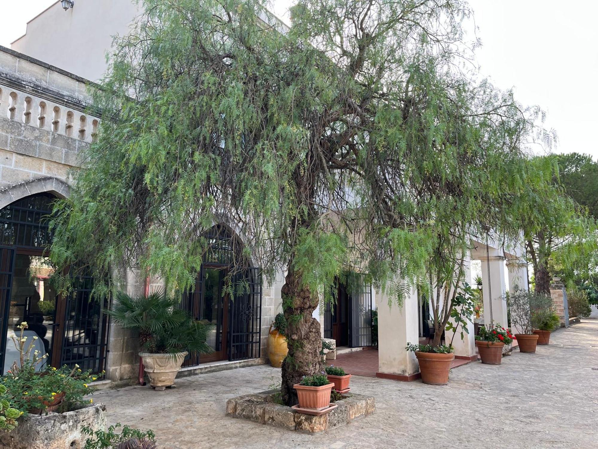 Masseria La Camardia Sava Dış mekan fotoğraf
