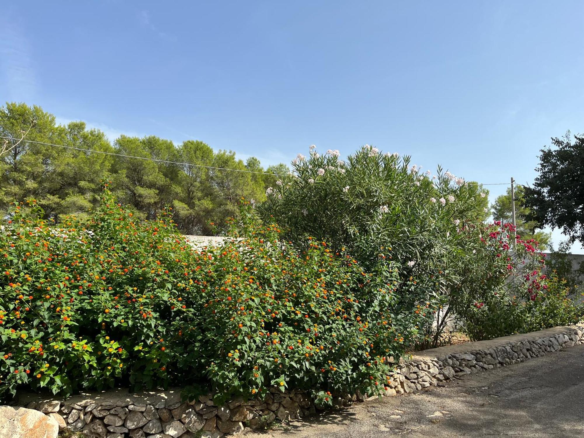 Masseria La Camardia Sava Dış mekan fotoğraf